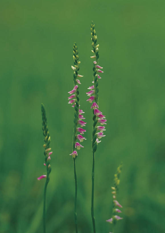 无人,竖图,室外,特写,白天,正面,草地,草坪,美景,植物,阴影,朦胧,模糊,盛开,光线,影子,景观,花蕾,草,花,花瓣,花朵,鲜花,两朵,粉色,绿色,阳光,自然,花苞,花蕊,景色,自然风光,反皮索,鲤鱼草,盘龙参,绶草,彩图