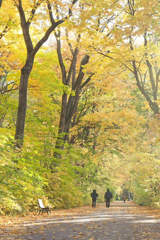 西方人,两个人,走,竖图,室外,白天,旅游,度假,美景,秋季,树林,植物,道路,路,叶子,欧洲,加拿大,欧洲人,行人,游客,游人,阴影,服装,光线,影子,景观,小路,枯叶,落叶,交通,休闲装,娱乐,路人,旅客,树,树木,背面,衣服,黄色,绿色,阳光,自然,享受,休闲,休闲服,景色,放松,服饰,生长,成长,北美,北美洲,自然风光,美洲,北亚美利加洲,亚美利加洲,魁北克省,过客,男人,男性,年轻男性,年轻女性,女人,女性,白种人,叶,叶片,秋,秋天,步行,散步,走路,彩图,全身,古壁省,魁省