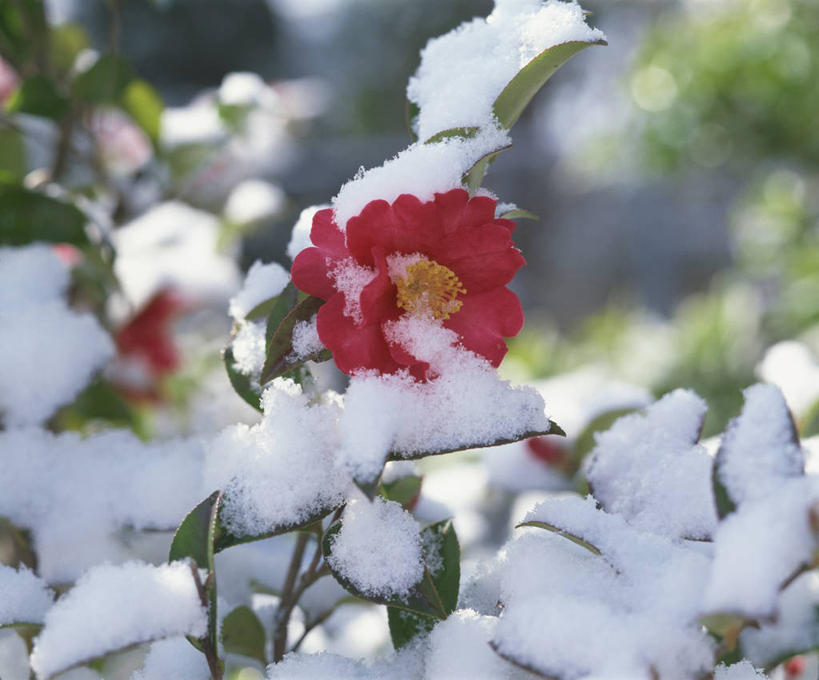 无人,横图,室外,特写,白天,正面,美景,雪,大雪,山茶花,阴影,朦胧,模糊,盛开,光线,影子,积雪,景观,雪景,冬季,冬天,枝条,花蕾,花,花瓣,花朵,鲜花,树枝,一朵,红色,阳光,自然,花苞,花蕊,景色,寒冷,自然风光,玉茗花,耐冬,严寒,海石榴,茶梅,虬枝,枝杈,茶花,彩图