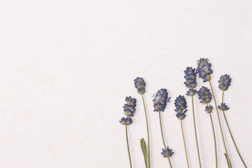 无人,横图,室内,特写,白天,正面,爱情,许多,阴影,灰色背景,艺术,盛开,反射,标本,影子,手工艺品,很多,浪漫,花蕾,文化,花,花瓣,花朵,鲜花,紫色,工艺品,香草,花苞,花蕊,薰衣草,品味,创意,摄影,影棚,高雅,呼吸,创新,压花,灵香草,黄香草,新意,奇迹,压花艺术,彩图,影棚拍摄,拍摄