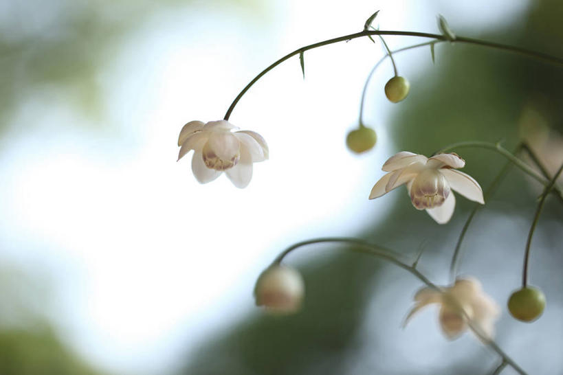 无人,横图,室外,特写,白天,仰视,美景,植物,三朵,阴影,朦胧,模糊,盛开,光线,影子,景观,草药,药草,枝条,花蕾,中药,花,花瓣,花朵,鲜花,树枝,粉色,阳光,自然,花苞,花蕊,景色,自然风光,药材,中草药,中药材,本草,虬枝,枝杈,升麻,彩图,低角度拍摄,窟窿牙根,龙眼根