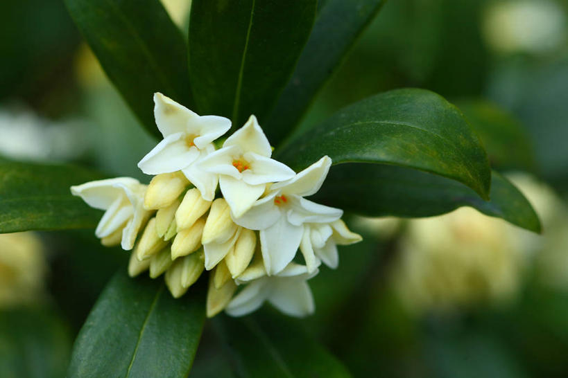 无人,横图,室外,特写,白天,正面,美景,叶子,阴影,朦胧,模糊,盛开,光线,影子,景观,绿叶,花蕾,花,花瓣,花朵,鲜花,一朵,绿色,白色,阳光,自然,花苞,花蕊,嫩叶,景色,自然风光,瑞香,千里香,叶,叶片,彩图,毛瑞香,蓬莱紫,瑞香花,睡香