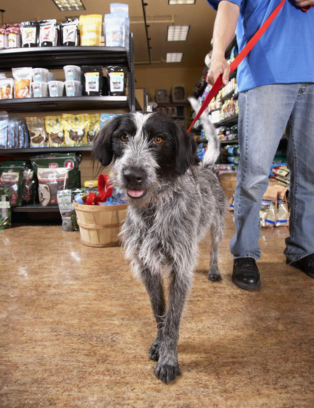 东方人,一个人,商店,走,竖图,室内,白天,正面,宠物,狗,亚洲,仅一个男性,仅一个人,仅一个中年男性,握,服装,食品,营养,休闲装,黄种人,商铺,货架,架子,食物,一只,衣服,动物,休闲,休闲服,可爱,握着,服饰,狗粮,饲料,陈列架,狗链,忠诚,超市货架,市肆,商号,男人,男性,中年男性,亚洲人,犬,步行,散步,走路,半身,彩图,店铺,犬粮