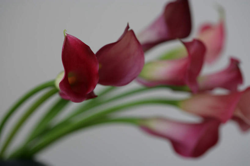 无人,横图,室内,特写,白天,正面,智慧,百合花,朦胧,模糊,艺术,盛开,花蕾,文化,花,花瓣,花朵,鲜花,粉色,插花,花苞,花蕊,插花艺术,创造,创作,想象,强瞿,百合蒜,倒仙,番韭,山丹,彩图