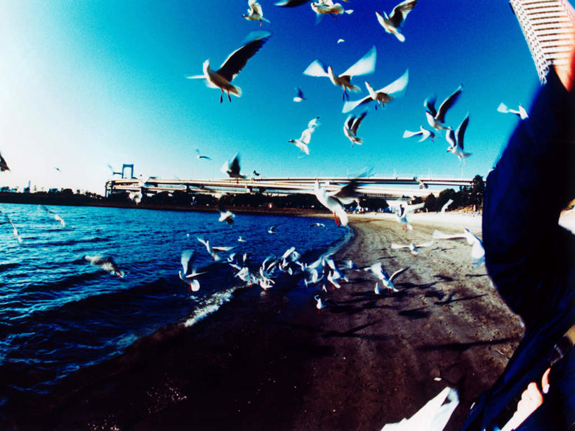 无人,高楼大厦,横图,室外,白天,仰视,度假,办公楼,海浪,海洋,美景,城市风光,城市,大桥,大厦,建筑,立交桥,摩天大楼,桥梁,写字楼,海鸟,海鸥,鸟,东京,日本,亚洲,许多,飞翔,伸展,张开,展翅,阴影,飞行,光线,翅膀,鸟类,影子,景观,浪花,高架,斜拉桥,桥,彩虹大桥,很多,翱翔,娱乐,飞舞,蓝色,蓝天,天空,阳光,海水,楼宇,天,享受,休闲,商务楼,景色,放松,晴朗,海景,东亚,张开翅膀,本州,万里无云,关东地方,本州岛,日本国,东京都,日本彩虹大桥,遨游,漫游,展开翅膀,大海,风浪,海,海水的波动,近岸浪,涌浪,晴空,晴空万里,半身,彩图,低角度拍摄,大楼,高层建筑,高楼,摩天楼