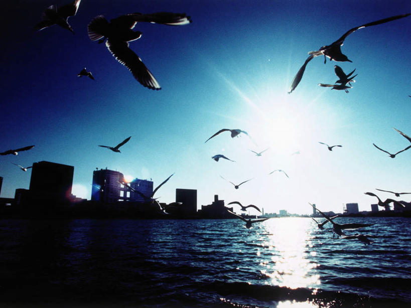 无人,高楼大厦,横图,全景,室外,白天,仰视,度假,办公楼,美景,沙滩,天际线,城市风光,城市,大厦,建筑,摩天大楼,写字楼,海鸟,海鸥,鸟,东京,日本,亚洲,许多,飞翔,伸展,张开,展翅,阴影,飞行,光线,翅膀,鸟类,沙子,影子,海岸,景观,沙地,很多,翱翔,娱乐,飞舞,蓝色,蓝天,天空,阳光,楼宇,天,享受,休闲,商务楼,景色,放松,晴朗,东亚,张开翅膀,本州,万里无云,关东地方,本州岛,日本国,东京都,遨游,漫游,展开翅膀,海滩,晴空,晴空万里,半身,彩图,低角度拍摄,大楼,高层建筑,高楼,摩天楼