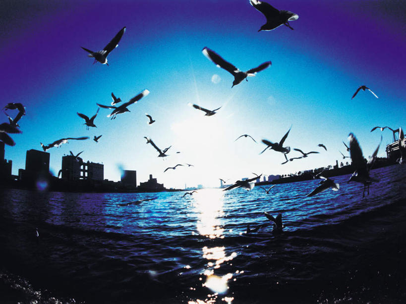 无人,高楼大厦,横图,全景,室外,白天,仰视,度假,办公楼,海浪,海洋,美景,天际线,城市风光,城市,大厦,建筑,摩天大楼,写字楼,海鸟,海鸥,鸟,东京,日本,亚洲,许多,飞翔,伸展,张开,展翅,阴影,飞行,光线,翅膀,鸟类,影子,景观,浪花,很多,翱翔,娱乐,飞舞,蓝色,蓝天,天空,阳光,海水,楼宇,天,享受,休闲,商务楼,景色,放松,晴朗,海景,东亚,张开翅膀,本州,万里无云,关东地方,本州岛,日本国,东京都,遨游,漫游,展开翅膀,大海,风浪,海,海水的波动,近岸浪,涌浪,晴空,晴空万里,半身,彩图,低角度拍摄,大楼,高层建筑,高楼,摩天楼