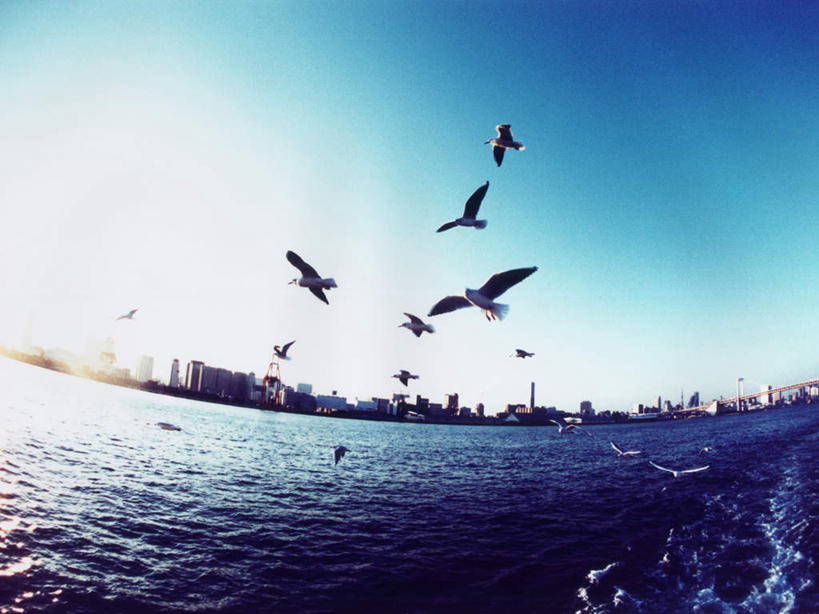 无人,高楼大厦,横图,全景,室外,白天,仰视,度假,办公楼,海浪,海洋,美景,天际线,城市风光,城市,大厦,建筑,摩天大楼,写字楼,海鸟,海鸥,鸟,东京,日本,亚洲,许多,飞翔,伸展,张开,展翅,阴影,飞行,光线,翅膀,鸟类,影子,景观,浪花,很多,翱翔,娱乐,飞舞,蓝色,蓝天,天空,阳光,海水,楼宇,天,享受,休闲,商务楼,景色,放松,晴朗,海景,东亚,张开翅膀,本州,万里无云,关东地方,本州岛,日本国,东京都,遨游,漫游,展开翅膀,大海,风浪,海,海水的波动,近岸浪,涌浪,晴空,晴空万里,彩图,低角度拍摄,全身,大楼,高层建筑,高楼,摩天楼