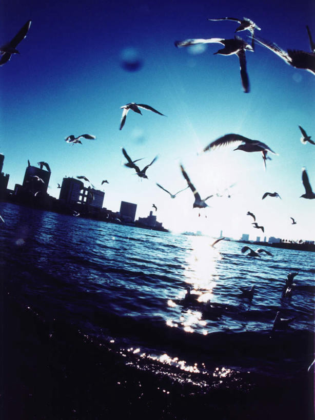 无人,高楼大厦,竖图,室外,白天,仰视,度假,办公楼,海浪,海洋,美景,城市风光,城市,大厦,建筑,摩天大楼,写字楼,海鸟,海鸥,鸟,东京,日本,亚洲,许多,飞翔,伸展,张开,展翅,阴影,飞行,光线,翅膀,鸟类,影子,景观,浪花,很多,翱翔,娱乐,飞舞,蓝色,蓝天,天空,阳光,海水,楼宇,天,享受,休闲,商务楼,景色,放松,晴朗,海景,东亚,张开翅膀,本州,万里无云,关东地方,本州岛,日本国,东京都,县厅,港区,东京市,遨游,漫游,展开翅膀,大海,风浪,海,海水的波动,近岸浪,涌浪,晴空,晴空万里,半身,彩图,低角度拍摄,大楼,高层建筑,高楼,摩天楼