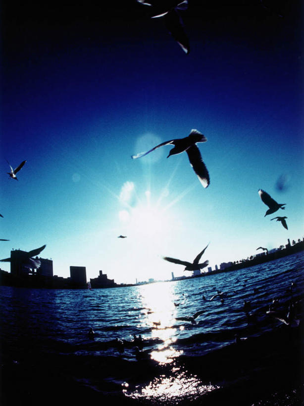 无人,高楼大厦,竖图,室外,白天,仰视,度假,办公楼,海浪,海洋,美景,城市风光,城市,大厦,建筑,摩天大楼,写字楼,海鸟,海鸥,鸟,东京,日本,亚洲,许多,飞翔,伸展,张开,展翅,阴影,飞行,光线,翅膀,鸟类,影子,景观,浪花,很多,翱翔,娱乐,飞舞,蓝色,蓝天,天空,阳光,海水,楼宇,天,享受,休闲,商务楼,景色,放松,晴朗,海景,东亚,张开翅膀,本州,万里无云,关东地方,本州岛,日本国,东京都,县厅,港区,东京市,遨游,漫游,展开翅膀,大海,风浪,海,海水的波动,近岸浪,涌浪,晴空,晴空万里,半身,彩图,低角度拍摄,大楼,高层建筑,高楼,摩天楼