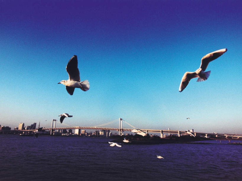 无人,高楼大厦,横图,全景,室外,白天,仰视,度假,办公楼,海浪,海洋,美景,天际线,城市风光,城市,大桥,大厦,建筑,立交桥,摩天大楼,桥梁,写字楼,海鸟,海鸥,鸟,东京,日本,亚洲,许多,飞翔,伸展,张开,展翅,阴影,飞行,光线,翅膀,鸟类,影子,景观,浪花,高架,斜拉桥,桥,彩虹大桥,很多,翱翔,娱乐,飞舞,蓝色,蓝天,天空,阳光,海水,黄昏,楼宇,天,享受,休闲,商务楼,景色,放松,晴朗,海景,东亚,张开翅膀,本州,万里无云,关东地方,本州岛,日本国,东京都,日本彩虹大桥,遨游,漫游,薄暮,展开翅膀,大海,风浪,海,海水的波动,近岸浪,涌浪,晴空,晴空万里,彩图,低角度拍摄,全身,傍晚,大楼,高层建筑,高楼,摩天楼