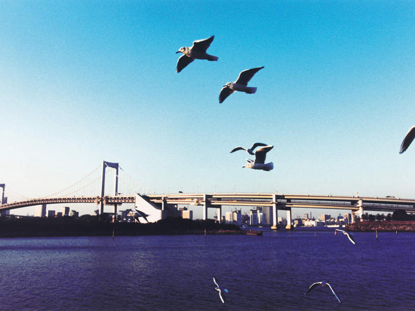 无人,高楼大厦,横图,全景,室外,白天,仰视,度假,办公楼,海浪,海洋,美景,天际线,城市风光,城市,大桥,大厦,建筑,立交桥,摩天大楼,桥梁,写字楼,海鸟,海鸥,鸟,东京,日本,亚洲,许多,飞翔,伸展,张开,展翅,阴影,飞行,光线,翅膀,鸟类,影子,景观,浪花,高架,斜拉桥,桥,彩虹大桥,很多,翱翔,娱乐,飞舞,蓝色,蓝天,天空,阳光,海水,楼宇,天,享受,休闲,商务楼,景色,放松,晴朗,海景,东亚,张开翅膀,本州,万里无云,关东地方,本州岛,日本国,东京都,日本彩虹大桥,遨游,漫游,展开翅膀,大海,风浪,海,海水的波动,近岸浪,涌浪,晴空,晴空万里,半身,彩图,低角度拍摄,大楼,高层建筑,高楼,摩天楼