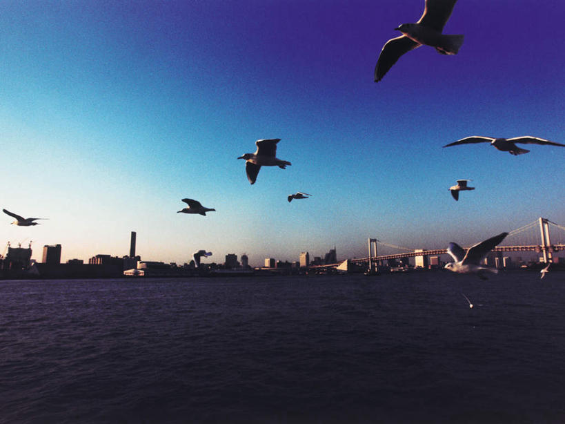 无人,高楼大厦,横图,全景,室外,白天,仰视,度假,办公楼,海浪,海洋,美景,天际线,城市风光,城市,大桥,大厦,建筑,立交桥,摩天大楼,桥梁,写字楼,海鸟,海鸥,鸟,东京,日本,亚洲,许多,飞翔,伸展,张开,展翅,阴影,飞行,光线,翅膀,鸟类,影子,景观,浪花,高架,斜拉桥,桥,彩虹大桥,很多,翱翔,娱乐,飞舞,蓝色,蓝天,天空,阳光,海水,黄昏,楼宇,天,享受,休闲,商务楼,景色,放松,晴朗,海景,东亚,张开翅膀,本州,万里无云,关东地方,本州岛,日本国,东京都,日本彩虹大桥,遨游,漫游,薄暮,展开翅膀,大海,风浪,海,海水的波动,近岸浪,涌浪,晴空,晴空万里,半身,彩图,低角度拍摄,傍晚,大楼,高层建筑,高楼,摩天楼