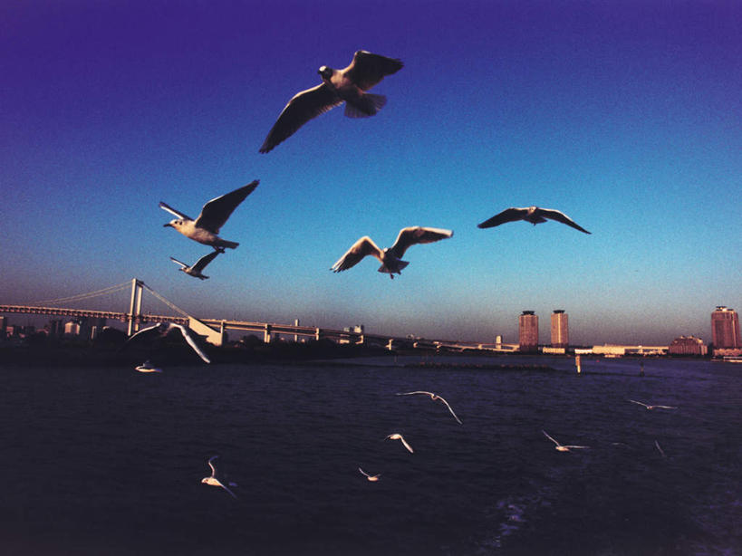 无人,高楼大厦,横图,全景,室外,白天,仰视,度假,办公楼,海浪,海洋,美景,天际线,城市风光,城市,大桥,大厦,建筑,立交桥,摩天大楼,桥梁,写字楼,海鸟,海鸥,鸟,东京,日本,亚洲,许多,飞翔,伸展,张开,展翅,阴影,飞行,光线,翅膀,鸟类,影子,景观,浪花,高架,斜拉桥,桥,彩虹大桥,很多,翱翔,娱乐,飞舞,蓝色,蓝天,天空,阳光,海水,黄昏,楼宇,天,享受,休闲,商务楼,景色,放松,晴朗,海景,东亚,张开翅膀,本州,万里无云,关东地方,本州岛,日本国,东京都,日本彩虹大桥,遨游,漫游,薄暮,展开翅膀,大海,风浪,海,海水的波动,近岸浪,涌浪,晴空,晴空万里,半身,彩图,低角度拍摄,傍晚,大楼,高层建筑,高楼,摩天楼