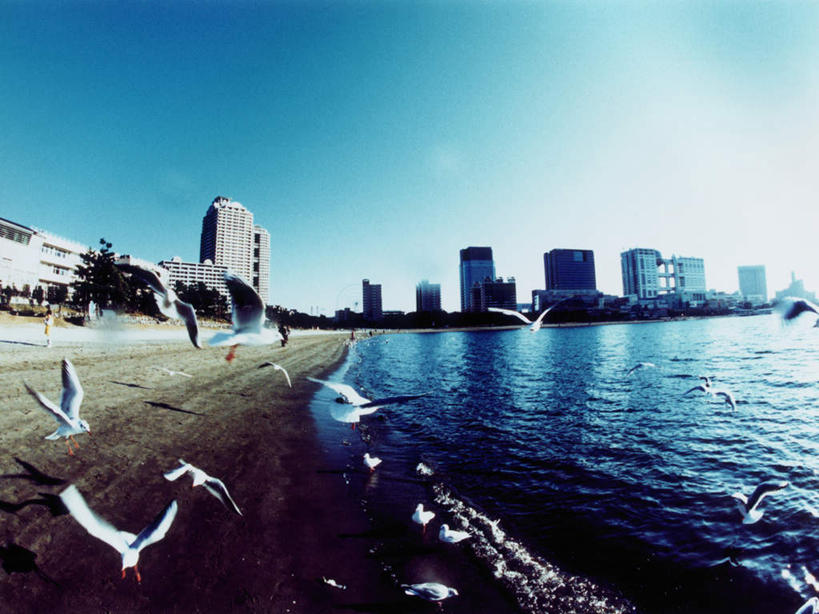 无人,高楼大厦,横图,全景,室外,白天,正面,度假,办公楼,海浪,海洋,美景,沙滩,天际线,城市风光,城市,大厦,建筑,摩天大楼,写字楼,海鸟,海鸥,鸟,东京,日本,亚洲,许多,飞翔,伸展,张开,展翅,阴影,飞行,光线,翅膀,鸟类,沙子,影子,海岸,景观,浪花,沙地,很多,翱翔,娱乐,飞舞,蓝色,蓝天,天空,阳光,海水,楼宇,天,享受,休闲,商务楼,景色,放松,晴朗,海景,东亚,张开翅膀,本州,万里无云,关东地方,本州岛,日本国,东京都,县厅,港区,东京市,遨游,漫游,展开翅膀,大海,风浪,海,海水的波动,海滩,近岸浪,涌浪,晴空,晴空万里,彩图,全身,大楼,高层建筑,高楼,摩天楼