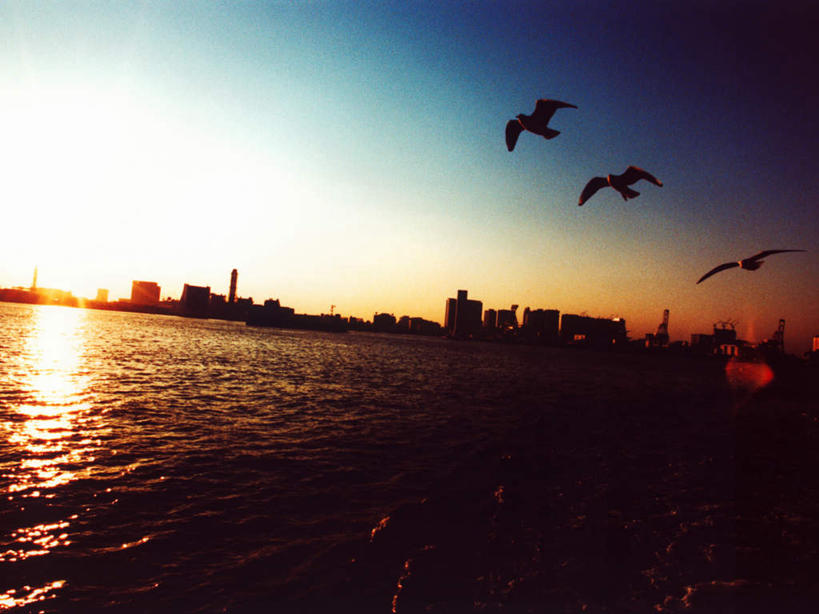 无人,高楼大厦,横图,全景,室外,白天,仰视,度假,办公楼,海浪,海洋,美景,日落,天际线,城市风光,城市,大厦,建筑,摩天大楼,写字楼,海鸟,海鸥,鸟,东京,日本,亚洲,三只,飞翔,伸展,张开,展翅,阴影,飞行,光线,翅膀,鸟类,影子,景观,浪花,晚霞,霞光,落日,背光,翱翔,注视,娱乐,飞舞,倒影,阳光,海水,黄昏,楼宇,观察,看,享受,休闲,商务楼,景色,彩霞,放松,观看,察看,倒映,关注,逆光,海景,东亚,张开翅膀,本州,关东地方,本州岛,日本国,东京都,遨游,漫游,夕照,反照,展开翅膀,大海,风浪,海,海水的波动,近岸浪,涌浪,夕阳,彩图,低角度拍摄,大楼,高层建筑,高楼,摩天楼,斜阳