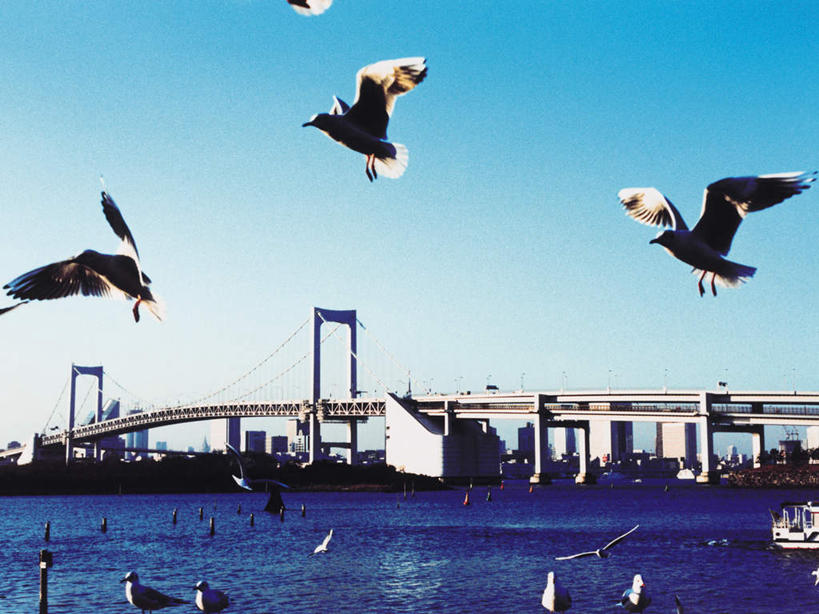 无人,高楼大厦,横图,全景,室外,白天,仰视,度假,办公楼,海浪,海洋,美景,天际线,城市风光,城市,大桥,大厦,建筑,立交桥,摩天大楼,桥梁,写字楼,海鸟,海鸥,鸟,东京,日本,亚洲,许多,飞翔,伸展,张开,展翅,阴影,飞行,光线,翅膀,鸟类,影子,景观,浪花,高架,斜拉桥,桥,彩虹大桥,很多,翱翔,娱乐,飞舞,蓝色,蓝天,天空,阳光,海水,楼宇,天,享受,休闲,商务楼,景色,放松,晴朗,海景,东亚,张开翅膀,本州,万里无云,关东地方,本州岛,日本国,东京都,日本彩虹大桥,遨游,漫游,展开翅膀,大海,风浪,海,海水的波动,近岸浪,涌浪,晴空,晴空万里,半身,彩图,低角度拍摄,大楼,高层建筑,高楼,摩天楼