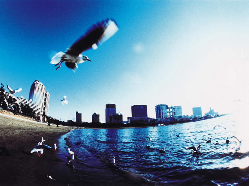 无人,高楼大厦,横图,全景,室外,白天,仰视,度假,办公楼,海浪,海洋,美景,沙滩,天际线,城市风光,城市,大厦,建筑,摩天大楼,写字楼,海鸟,海鸥,鸟,东京,日本,亚洲,许多,飞翔,伸展,张开,展翅,阴影,飞行,光线,翅膀,鸟类,沙子,影子,海岸,景观,浪花,沙地,很多,翱翔,娱乐,飞舞,蓝色,蓝天,天空,阳光,海水,楼宇,天,享受,休闲,商务楼,景色,放松,晴朗,海景,东亚,张开翅膀,本州,万里无云,关东地方,本州岛,日本国,东京都,县厅,港区,东京市,遨游,漫游,展开翅膀,大海,风浪,海,海水的波动,海滩,近岸浪,涌浪,晴空,晴空万里,彩图,低角度拍摄,全身,大楼,高层建筑,高楼,摩天楼