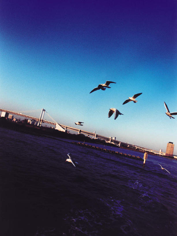 无人,高楼大厦,竖图,全景,室外,白天,仰视,度假,办公楼,海浪,海洋,美景,天际线,城市风光,城市,大桥,大厦,建筑,立交桥,摩天大楼,桥梁,写字楼,海鸟,海鸥,鸟,东京,日本,亚洲,许多,飞翔,伸展,张开,展翅,阴影,飞行,光线,翅膀,鸟类,影子,景观,浪花,高架,斜拉桥,桥,彩虹大桥,很多,翱翔,娱乐,飞舞,蓝色,蓝天,天空,阳光,海水,黄昏,楼宇,天,享受,休闲,商务楼,景色,放松,晴朗,海景,东亚,张开翅膀,本州,万里无云,关东地方,本州岛,日本国,东京都,日本彩虹大桥,遨游,漫游,薄暮,展开翅膀,大海,风浪,海,海水的波动,近岸浪,涌浪,晴空,晴空万里,半身,彩图,低角度拍摄,傍晚,大楼,高层建筑,高楼,摩天楼