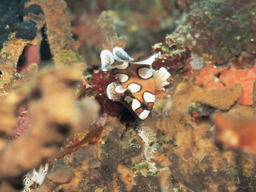 无人,横图,室外,白天,正面,海底,水下,海浪,海洋,美景,景观,浪花,水底,一只,自然,海水,动物,景色,海底世界,软体动物,自然风光,海景,大海,风浪,海,海床,海水的波动,近岸浪,涌浪,彩图,全身