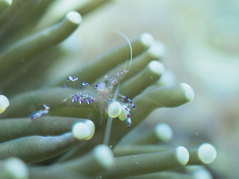 海鲜,无人,横图,室外,白天,正面,海底,水下,海浪,海洋,美景,一群,许多,景观,浪花,水底,虾,很多,水产,海洋生物,自然,海水,景色,海底世界,自然风光,水生动物,海产品,水生物,海景,海底动物,大海,风浪,海,海床,海水的波动,近岸浪,涌浪,彩图,全身