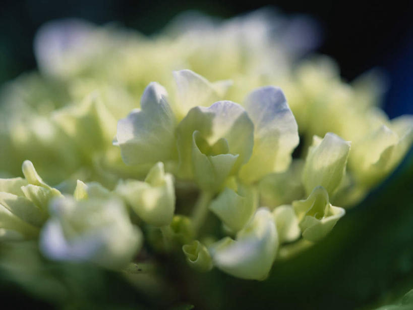 无人,横图,室外,特写,白天,正面,微距,美景,阴影,朦胧,模糊,盛开,光线,影子,景观,花蕾,花,花瓣,花朵,鲜花,阳光,自然,花苞,花蕊,景色,自然风光,彩图,微距摄影