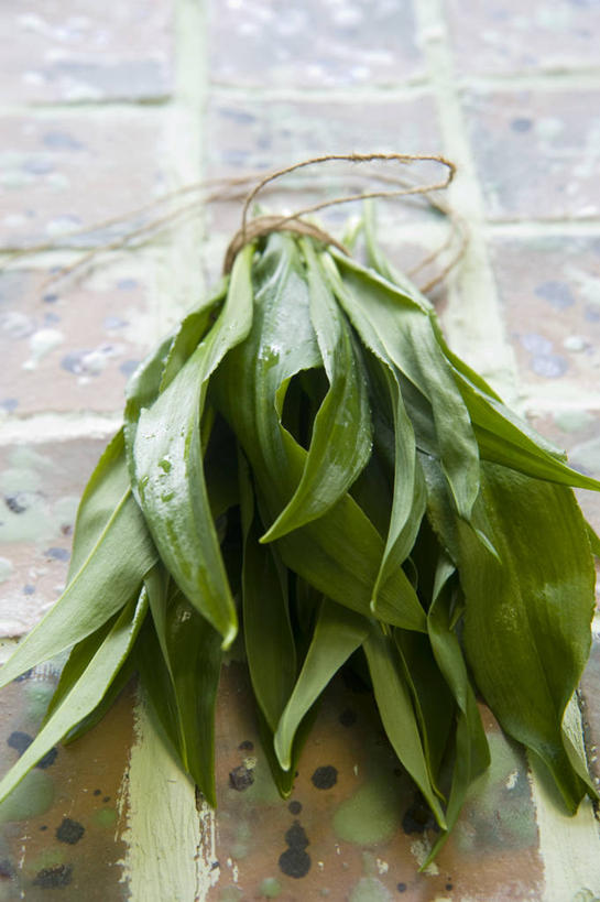 无人,竖图,俯视,室内,特写,白天,餐桌,桌子,蔬菜,叶子,许多,捆扎,阴影,新鲜,反射,影子,食品,绿叶,很多,食物,绳子,嫩叶,摄影,有机食品,绿色食品,影棚,餐台,熊葱,林地蒜,野蒜菜,叶,叶片,彩图,高角度拍摄,影棚拍摄,拍摄