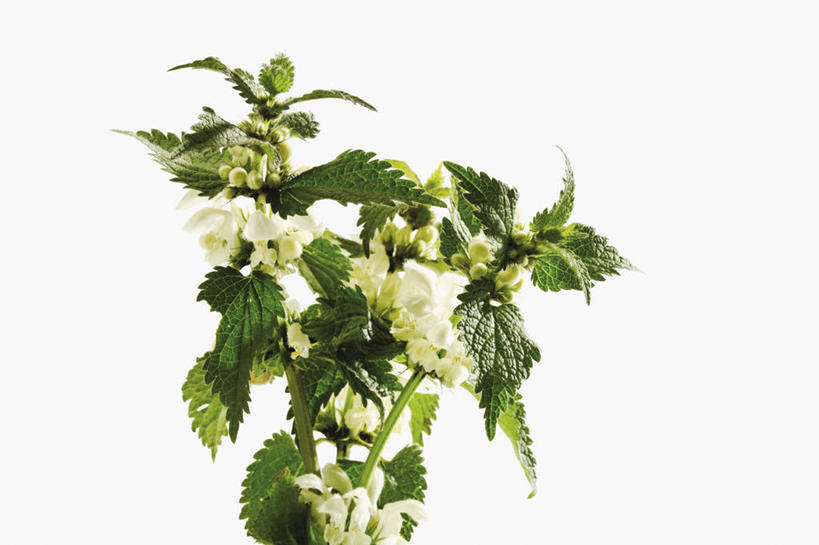 无人,横图,室内,特写,白天,白色背景,正面,植物,桌面,桌子,阴影,盛开,反射,影子,草药,药草,花蕾,中药,花,花瓣,花朵,鲜花,白色,花苞,花蕊,摄影,影棚,药材,中草药,中药材,本草,刺荨麻,彩图,影棚拍摄,拍摄