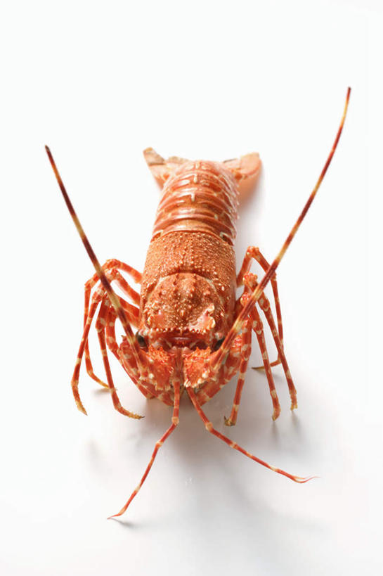 海鲜,无人,竖图,俯视,室内,特写,白天,白色背景,餐桌,桌子,阴影,反射,影子,虾,水产,海洋生物,一只,摄影,影棚,餐台,水生动物,海产品,水生物,海底动物,螯虾,彩图,高角度拍摄,全身,影棚拍摄,拍摄