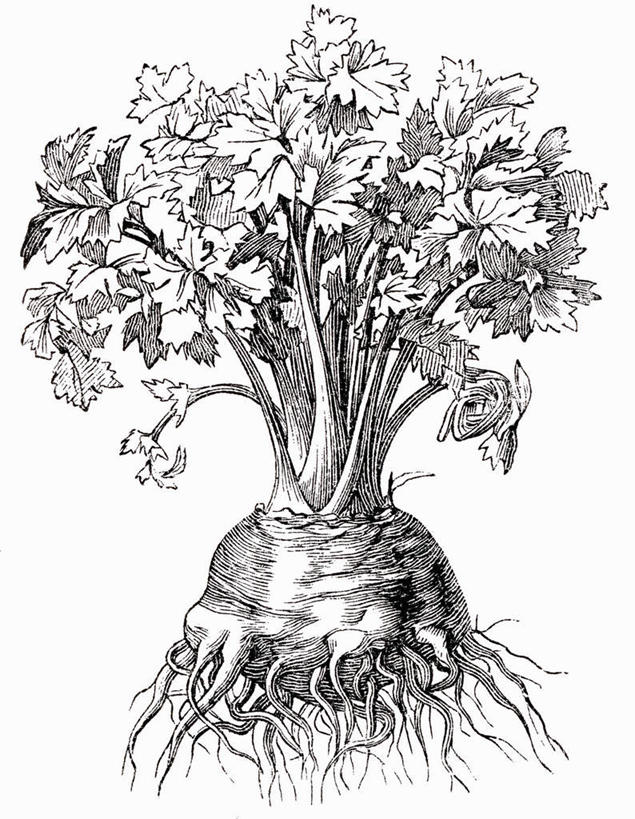 无人,竖图,黑白,插画,室内,特写,白天,白色背景,正面,抽象,数码,科技,芹菜,蔬菜,叶子,阴影,新鲜,网络,食品,根须,绿叶,高光,几何,计算机图形,合成,图画,手绘,画,食物,一个,嫩叶,创意,有机食品,绿色食品,单个,虚幻,电脑合成图,数码合成图,合成图,漫画,素描,写实,具体,具象,根芹菜,根洋芹,球根塘蒿,叶,叶片,药芹,水芹,旱芹