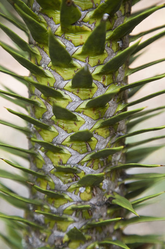 无人,竖图,室外,特写,白天,正面,美景,植物,叶子,纹理,景观,绿叶,绿色,自然,嫩叶,景色,锋利,尖锐,自然风光,尖利,肌理,犀利,叶,叶片,叶脉,彩图