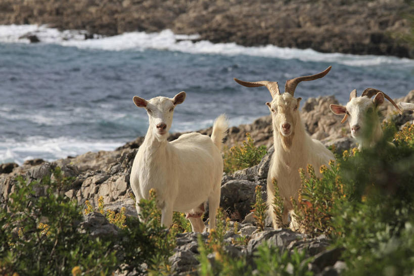 无人,站,横图,室外,白天,正面,旅游,度假,草地,草坪,海浪,海洋,石头,美景,植物,野生动物,羊,欧洲,克罗地亚,三只,阴影,朦胧,模糊,光线,石子,影子,景观,浪花,注视,娱乐,草,绿色,阳光,自然,海水,动物,观察,看,站着,享受,休闲,景色,放松,观看,察看,关注,自然风光,海景,白山羊,野山羊,北美野山羊,野生白山羊,克罗地亚共和国,亚得里亚海,大海,风浪,海,海水的波动,近岸浪,石块,岩石,涌浪,山羊,站立,半身,彩图