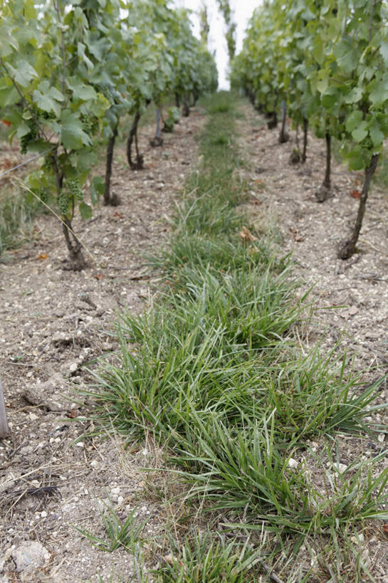 无人,果园,农田,竖图,室内,白天,正面,旅游,度假,庄稼,农作物,美景,田园,道路,路,葡萄,水果,法国,欧洲,新鲜,景观,小路,生食,食品,果实,交通,娱乐,葡萄园,架子,食物,自然,庄园,享受,休闲,景色,放松,有机食品,绿色食品,乡间小路,支撑,固定,自然风光,葡萄架,法兰西共和国,法兰西第五共和国,香槟.阿登,香槟.阿登大区,马恩省,兰斯,山葫芦,蒲桃,草龙珠,彩图,耕地,庄稼田