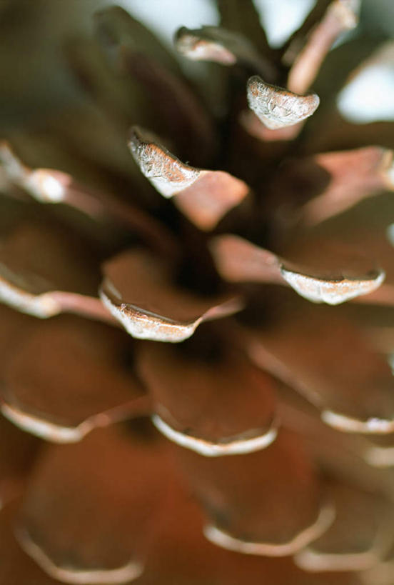 无人,竖图,室内,特写,白天,白色背景,正面,阴影,朦胧,模糊,光线,纹路,纹理,影子,坚果,果实,松果,一个,干果,摄影,影棚,单个,松塔,肌理,彩图,影棚拍摄,拍摄