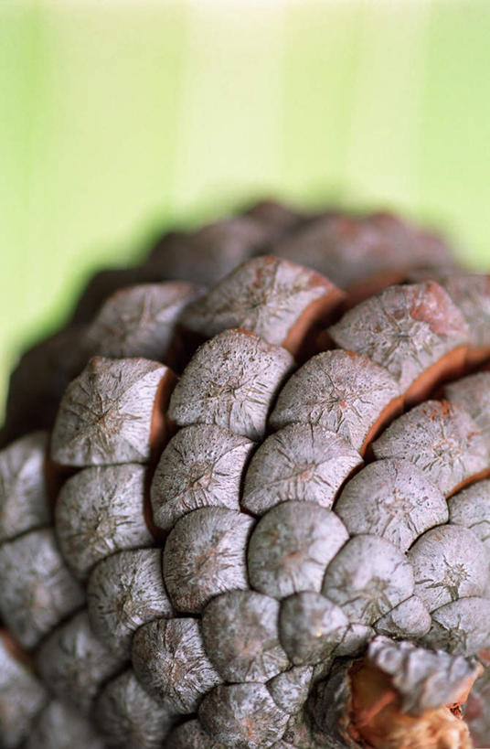 无人,竖图,室内,特写,白天,正面,绿色背景,阴影,朦胧,模糊,光线,纹路,纹理,影子,坚果,果实,松果,一个,干果,摄影,影棚,单个,松塔,肌理,彩图,影棚拍摄,拍摄