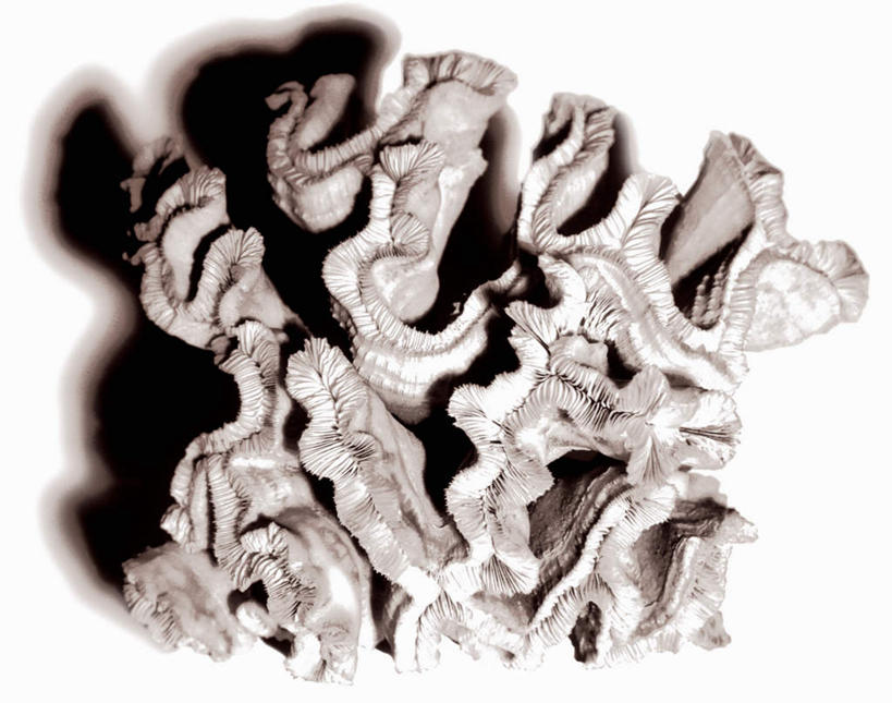 无人,横图,俯视,黑白,室内,特写,白天,白色背景,阴影,朦胧,模糊,光线,影子,海洋生物,无脊椎动物,一个,摄影,影棚,单个,腔肠动物,珊瑚虫,高角度拍摄,全身,影棚拍摄,拍摄