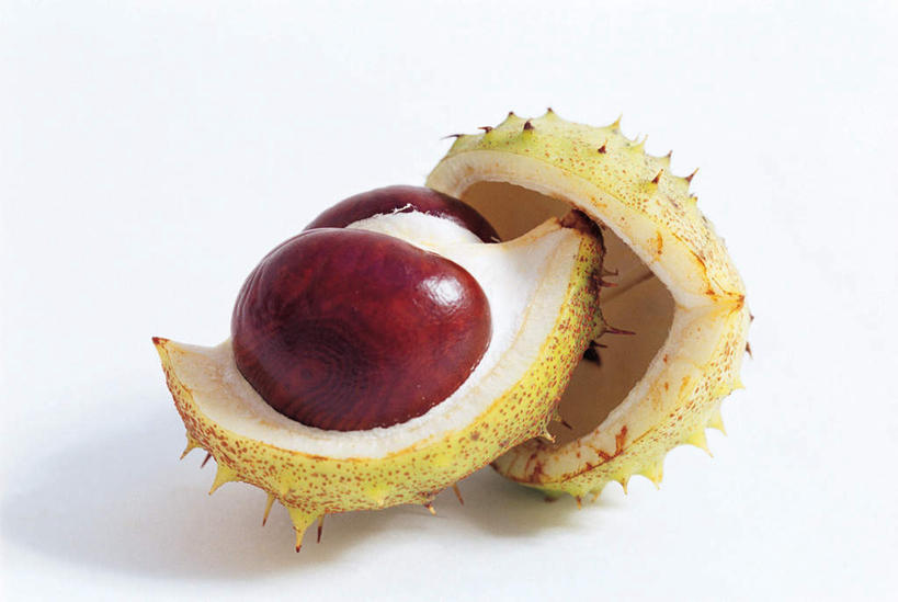 无人,横图,室内,特写,白天,白色背景,正面,水果,切开,阴影,新鲜,光线,影子,板栗,栗子,生食,食品,坚果,果实,毛栗子,食物,一个,切,摄影,有机食品,绿色食品,影棚,单个,剖面,切面,七叶树,毛栗,栗果,栗楔,娑罗树,彩图,影棚拍摄,拍摄