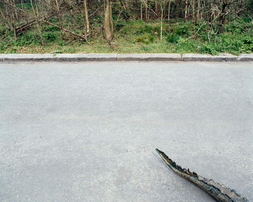 无人,横图,俯视,室外,白天,草地,草坪,植物,道路,路,公路,鳄鱼,野生动物,阴影,光线,爬行动物,影子,交通,草,树,树木,一只,爬行,绿色,阳光,自然,动物,生长,成长,凶猛,残暴,凶残,马路,半身,彩图,高角度拍摄