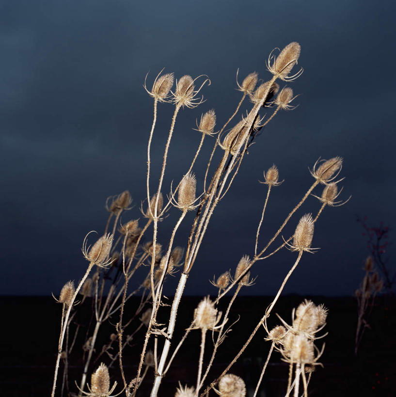 无人,竖图,室外,特写,白天,夜晚,仰视,草地,草坪,美景,植物,阴影,飘扬,光线,纹路,纹理,影子,景观,云,云朵,草药,药草,云彩,中药,草,绿色,蓟,景色,飘逸,飞扬,药材,中草药,起绒草,中药材,本草,大蓟,肌理,刺蓟,山萝卜,彩图,低角度拍摄