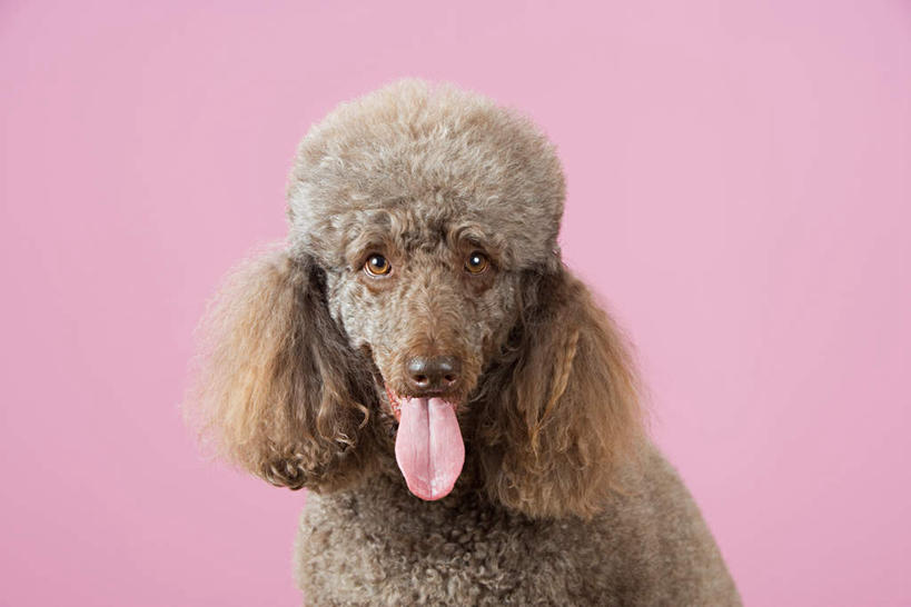 无人,站,横图,室内,特写,白天,正面,宠物,狗,粉色背景,注视,贵宾犬,一只,动物,观察,看,站着,张嘴,可爱,摄影,影棚,观看,察看,关注,贵妇犬,张大嘴巴,忠诚,玩具贵宾犬,舌头,张开嘴,犬,站立,半身,彩图,影棚拍摄,拍摄