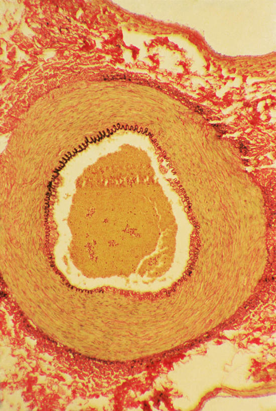 脊髓,无人,竖图,俯视,室内,特写,白天,仪器,检查,反射,分析,科学,纹路,纹理,显微镜,黄色,观察,橙色,清晰,探索,放大,观看,仔细,透镜,凸透镜,聚焦,关注,肌理,光学,清楚,脊柱,彩图,高角度拍摄