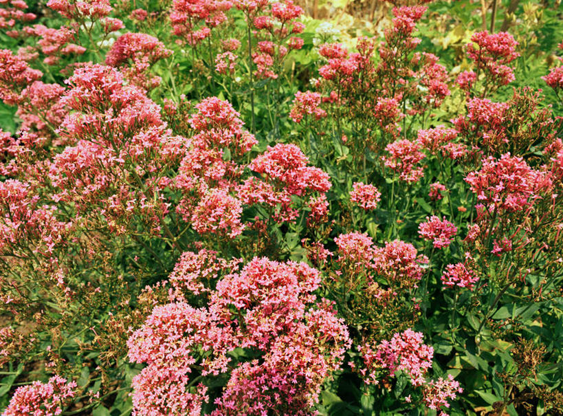 无人,横图,室外,白天,正面,草地,草坪,花海,花圃,美景,植物,叶子,许多,盛开,景观,草药,药草,花蕾,中药,草,花,花瓣,花朵,花卉,鲜花,红色,绿色,自然,花丛,花束,花田,花苞,花蕊,景色,自然风光,药材,中草药,中药材,本草,止痛,镇静,安眠,安神,缬草,欧缬草,彩图