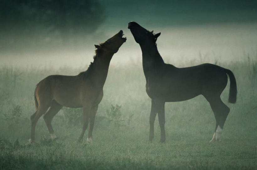 无人,站,横图,室外,白天,侧面,草地,草坪,植物,雾,马,野生动物,朦胧,模糊,注视,草,树,树木,绿色,自然,动物,观察,看,站着,张嘴,运输,牲畜,生长,成长,观看,迷雾,察看,两匹,关注,张大嘴巴,大雾,张开嘴,站立,彩图,全身