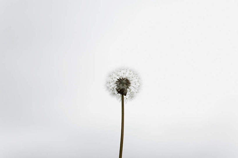 无人,横图,室内,特写,白天,白色背景,正面,爱情,蒲公英,盛开,花蕾,花,花瓣,花朵,鲜花,一朵,花苞,花蕊,摄影,影棚,开朗,蒲公草,尿床草,彩图,影棚拍摄,拍摄