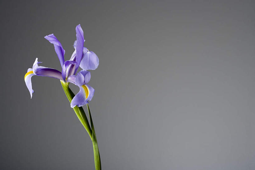 无人,横图,室内,特写,白天,正面,植物,灰色背景,盛开,草药,花蕾,中药,花,花瓣,花朵,鲜花,紫色,花苞,花茎,花蕊,摄影,影棚,鸢尾,药材,中草药,中药材,本草,紫蝴蝶,蓝蝴蝶,乌鸢,扁竹花,彩图,影棚拍摄,拍摄