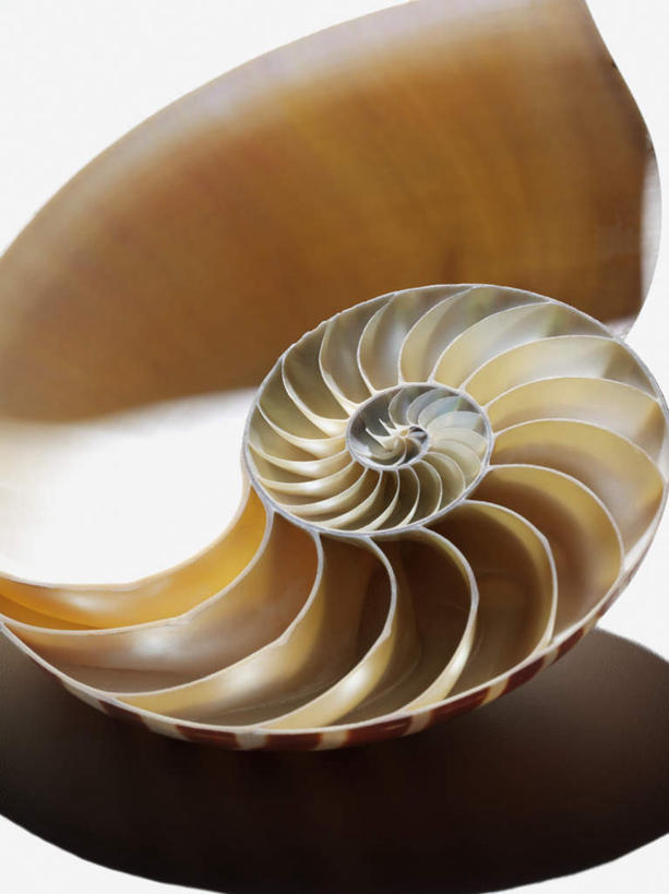 无人,竖图,俯视,室内,特写,白天,白色背景,阴影,反射,影子,海螺,海洋生物,一个,摄影,影棚,单个,软体动物,峨螺,水生动物,水生物,海底动物,半身,彩图,高角度拍摄,影棚拍摄,拍摄