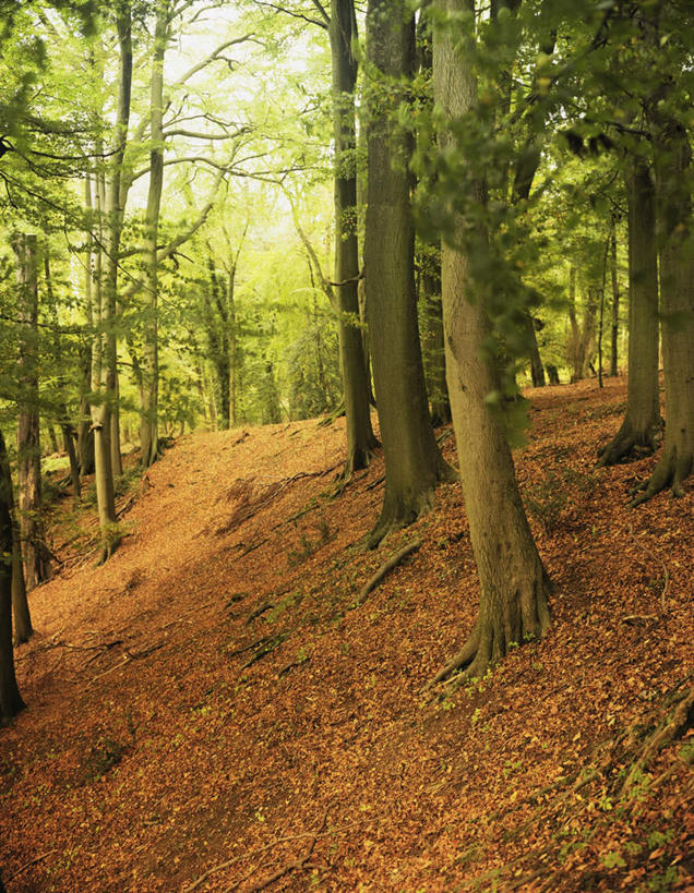 无人,竖图,室外,白天,正面,旅游,度假,石头,美景,森林,山,山脉,树林,植物,叶子,英国,欧洲,石子,景观,山峰,枯叶,落叶,山峦,娱乐,英格兰,树,树木,绿色,自然,群山,享受,休闲,景色,放松,生长,成长,西欧,自然风光,大不列颠,沉积岩,大不列颠及北爱尔兰联合王国,大不列颠联合王国,日不落英帝国,英吉利,赫特福德郡,水成岩,叶,叶片,石块,岩石,彩图