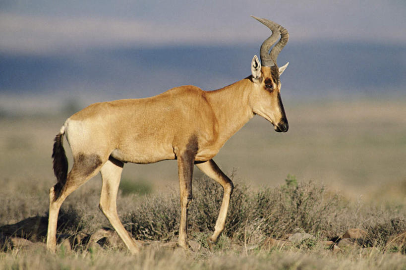 无人,走,横图,室外,白天,侧面,旅游,度假,美景,植物,哺乳动物,野生动物,羊,非洲,阴影,枯萎,光线,羚羊,影子,景观,枯草,注视,娱乐,草,一只,黄色,阳光,自然,动物,观察,看,享受,休闲,景色,放松,可爱,活泼,观看,察看,关注,自然风光,阿非利加洲,狷羚,步行,散步,走路,彩图,全身