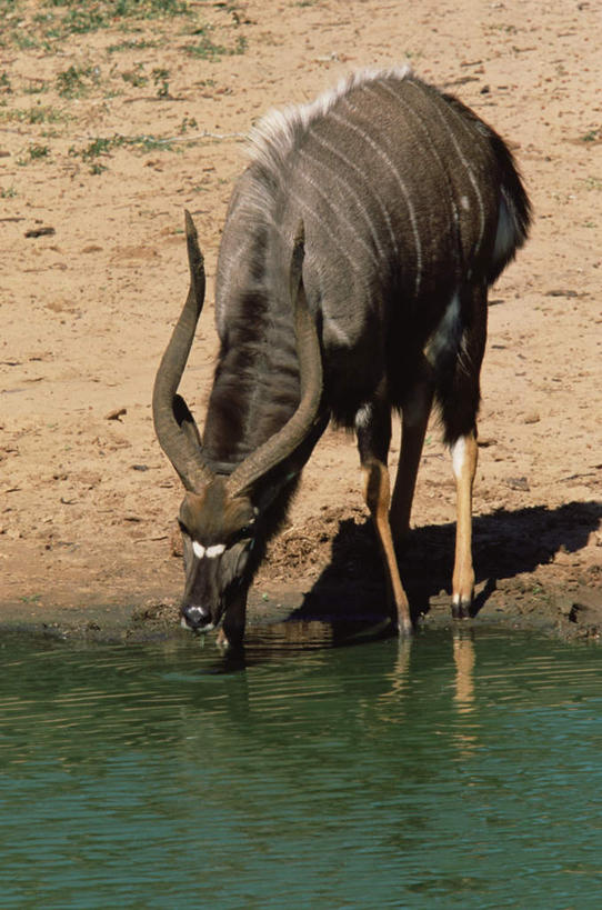 无人,站,竖图,俯视,室外,白天,旅游,度假,河流,美景,水,野生动物,羊,非洲,喝,阴影,光线,羚羊,影子,河水,景观,水流,注视,娱乐,一只,倒影,阳光,自然,动物,观察,看,站着,享受,休闲,景色,放松,可爱,活泼,观看,察看,倒映,关注,自然风光,阿非利加洲,反照,林羚,站立,彩图,高角度拍摄,全身
