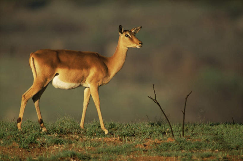无人,走,横图,室外,白天,侧面,旅游,度假,草地,草坪,美景,植物,野生动物,羊,非洲,朦胧,模糊,羚羊,景观,注视,娱乐,草,一只,绿色,自然,动物,观察,看,享受,休闲,景色,放松,可爱,活泼,观看,察看,关注,自然风光,黑斑羚,阿非利加洲,斑羚,高角羚,步行,散步,走路,彩图,全身
